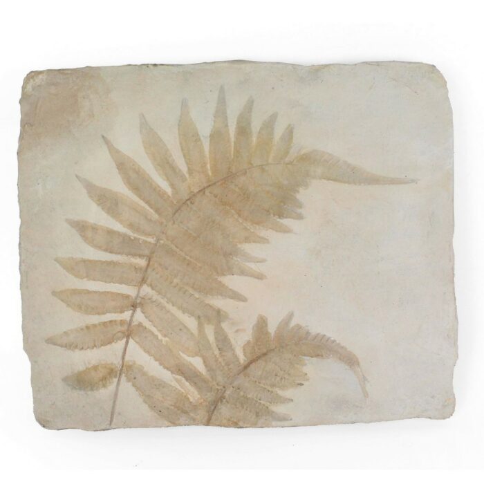 FEUILLE FOSSILE- DECORATION MURALE EN RESINE - 38*2