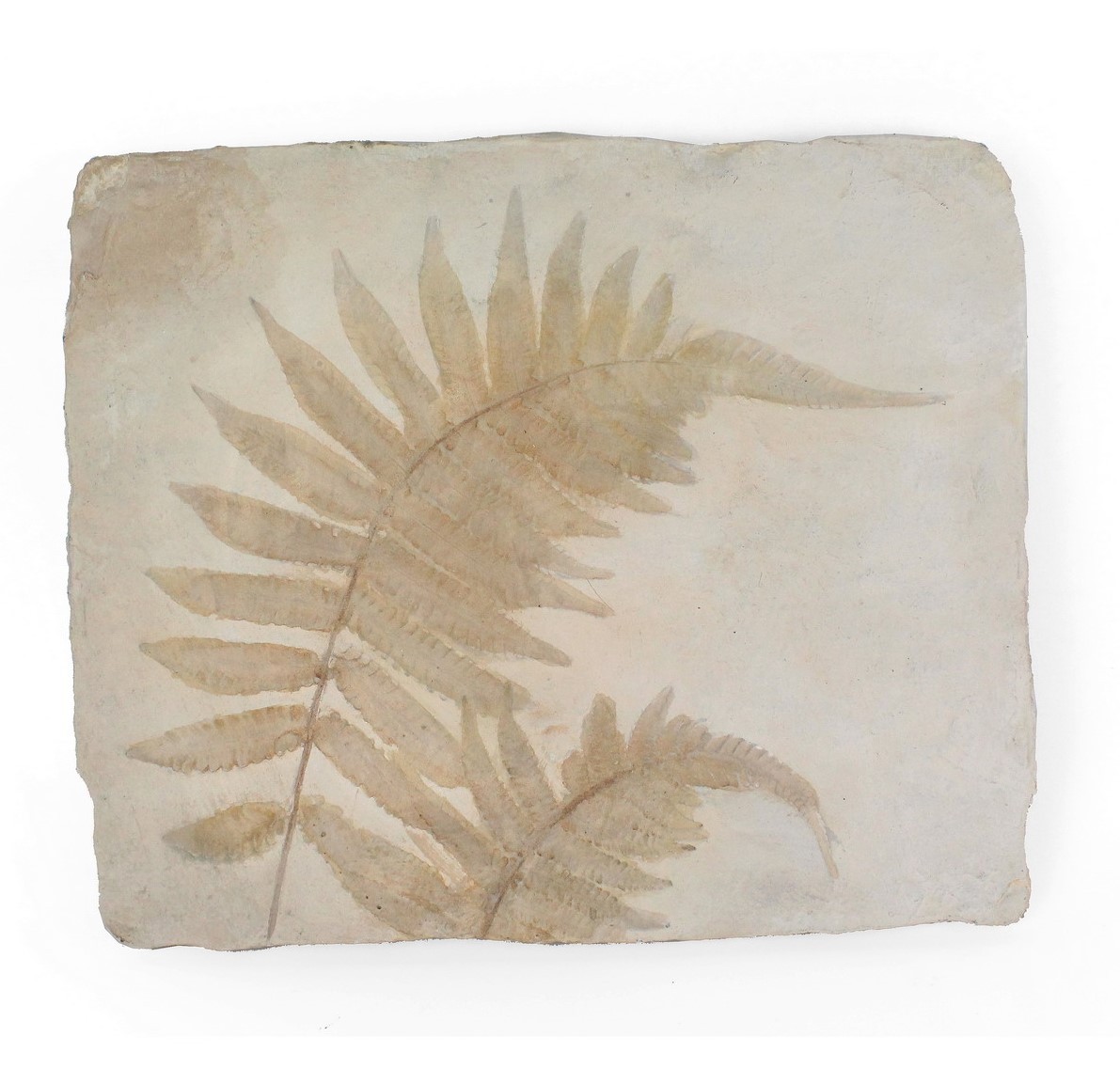 FEUILLE FOSSILE- DECORATION MURALE EN RESINE - 38*2