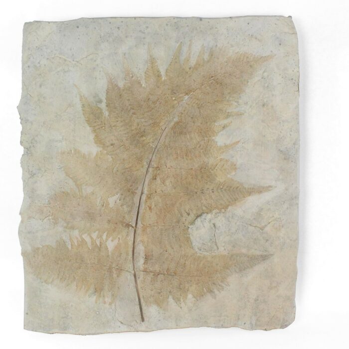 FEUILLE FOSSILE- DECORATION MURALE EN RESINE - 43*3*48