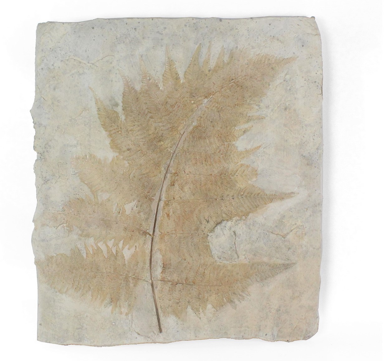 FEUILLE FOSSILE- DECORATION MURALE EN RESINE - 43*3*48